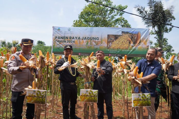 Penjabat Bupati Garut, mengikuti panen raya jagung di Desa Pangeureunan, Kecamatan Limbangan, Kabupaten Garut, Kamis (02/05/2024).