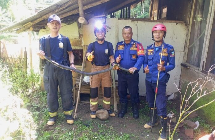 Petugas Disdamkar Garut tangkap ular king kobra di depan rumah warga di banjarwangi, Selasa (04/06/2024).